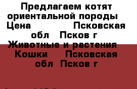 Предлагаем котят ориентальной породы › Цена ­ 12 000 - Псковская обл., Псков г. Животные и растения » Кошки   . Псковская обл.,Псков г.